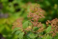 Spiraea amoena